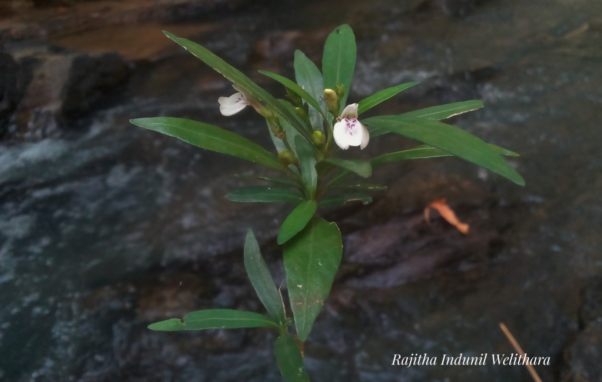 Justicia hookeriana (Nees) T.Anderson